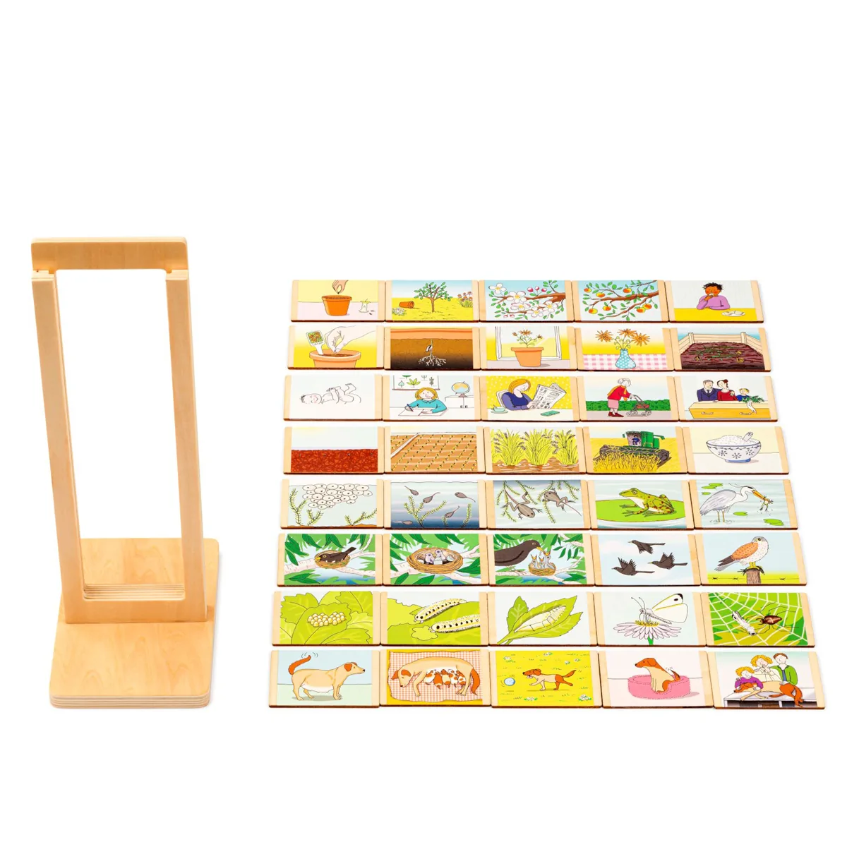 Life cycle — Eduplay padagogisches Spielzeug Kita