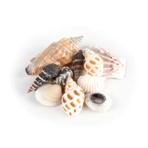Muscheln im Organzabeutel